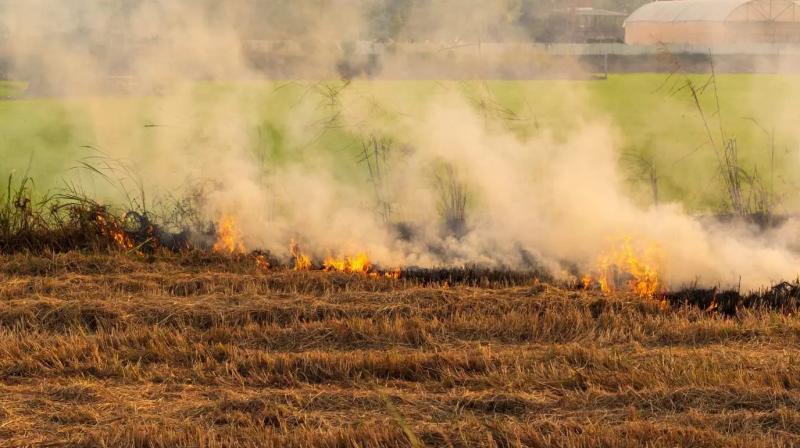 Paddy stubble burning News