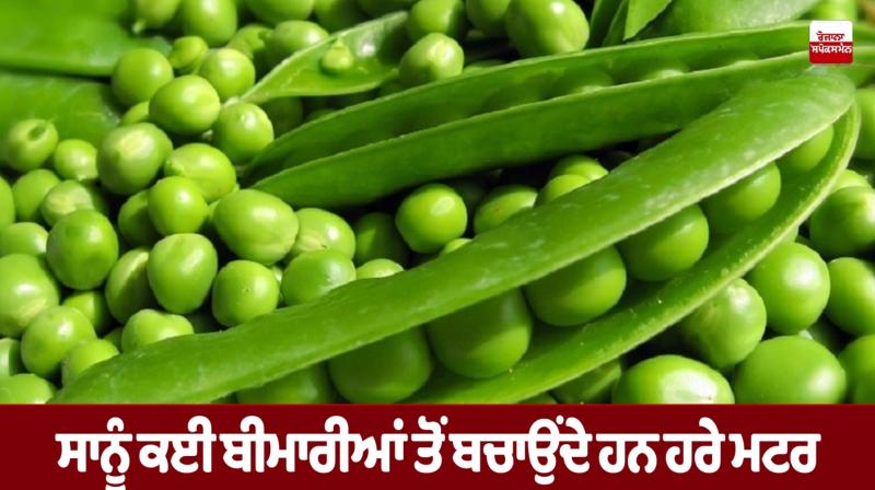Green peas protect us from many diseases.