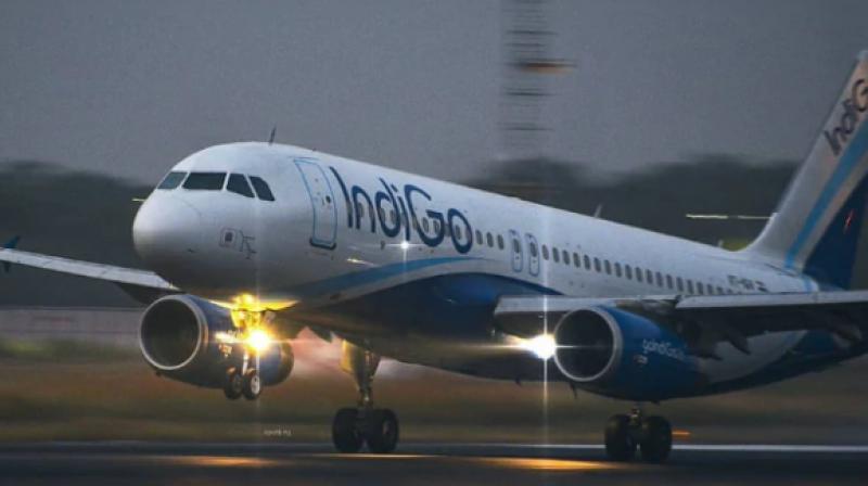 Indigo Indigo