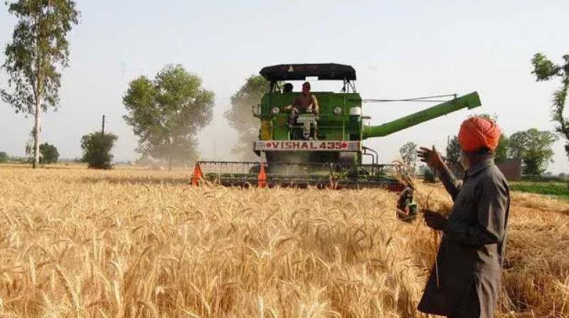 farmers curfew wheat 