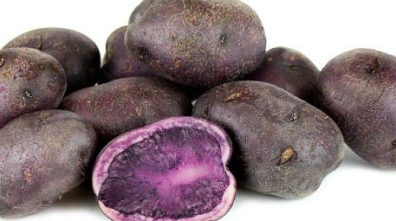 Purple Pattato Purple Pattato