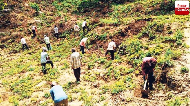 Forest Department plants over 12 lakh saplings to increase forest and tree cover in the state