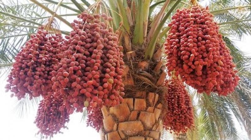 Date Palms Date Palms
