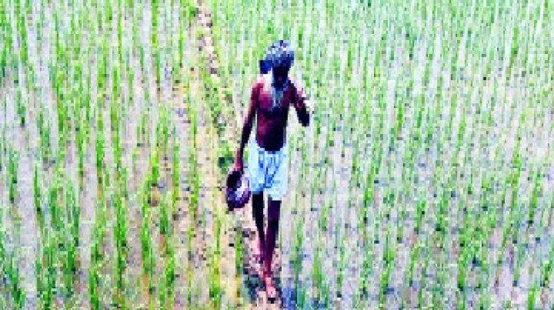 Farmer Farmer