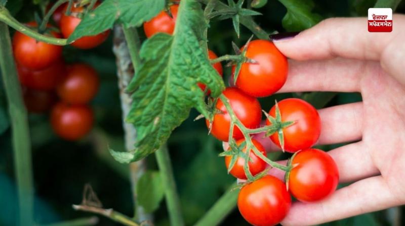 Cherry tomatoes Cherry tomatoes