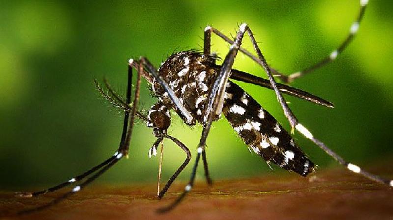 Zika Virus Zika Virus