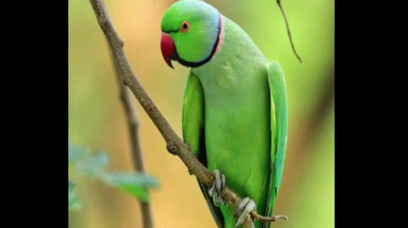 parrot'predicted' parrot'predicted'