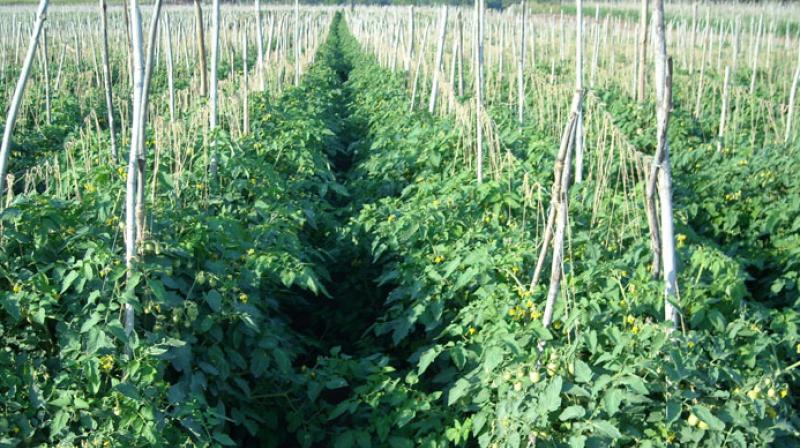 Farming Farming