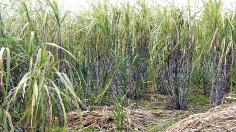 sugarcane crop sugarcane crop