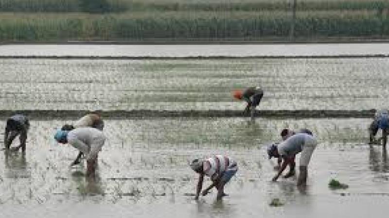 Paddy Sowing Paddy Sowing