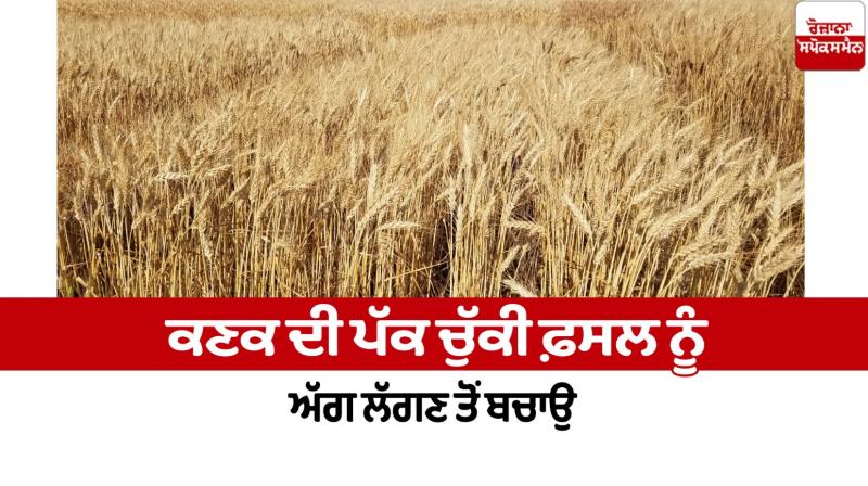 Protect the ripe wheat crop from fire Farming News