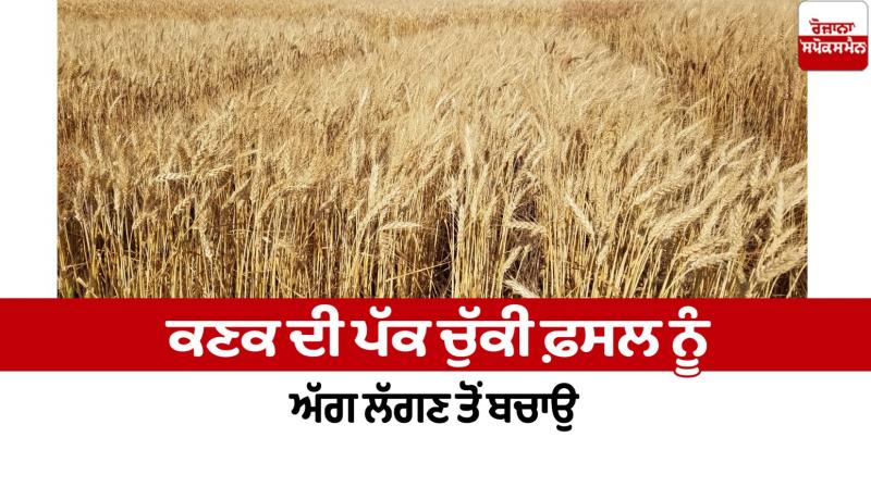 Protect the ripe wheat crop from fire Farming News Protect the ripe wheat crop from fire Farming News