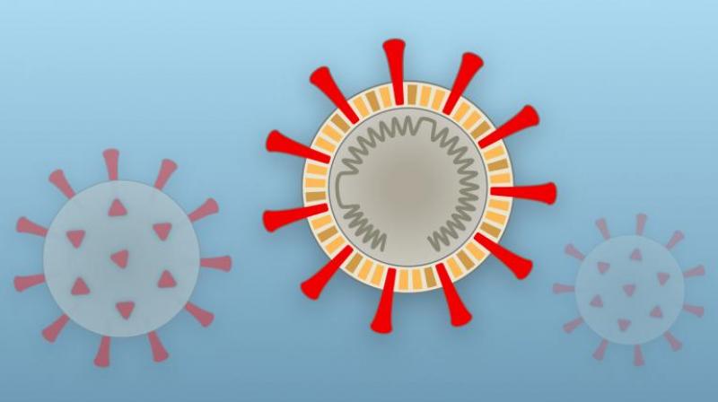 coronavirus coronavirus