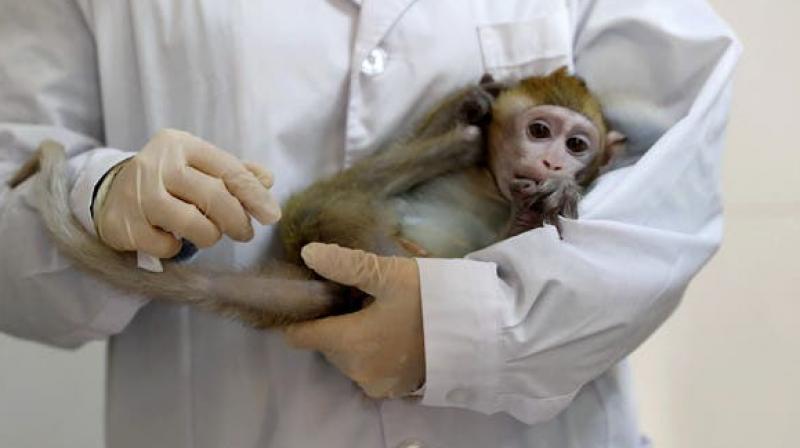 Moderna vaccine certified to protect monkeys against Coronavirus during study
