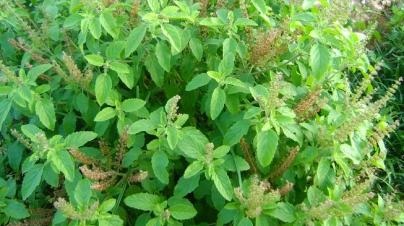Tulsi Cultivation Tulsi Cultivation