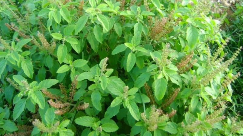 Tulsi Cultivation