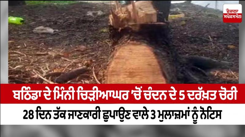 5 sandalwood trees stolen from Bathinda's mini zoo 5 sandalwood trees stolen from Bathinda's mini zoo