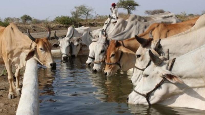 Corona virus cow milk Corona virus cow milk