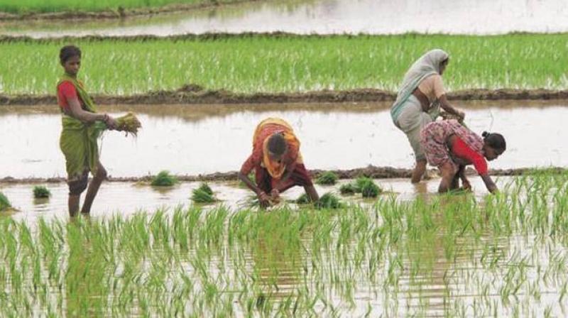 punjab paddy season start from today punjab paddy season start from today