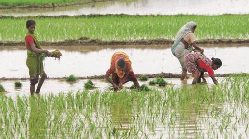 punjab paddy season start from today