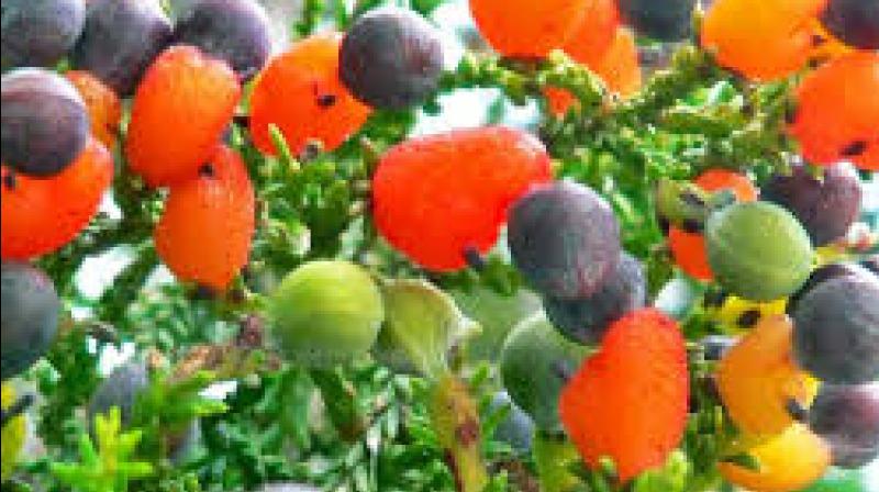 growing 40 types of fruit on one tree growing 40 types of fruit on one tree