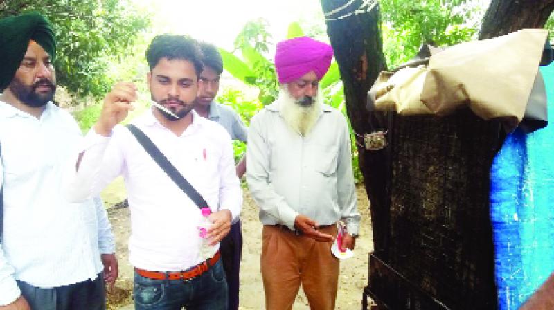 Inspecting larva of Mosquito 