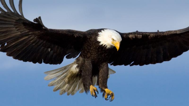 Eagle