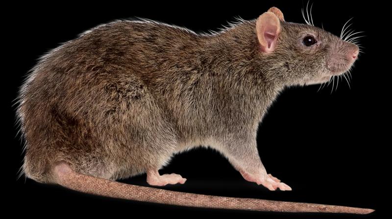 Rat Rat
