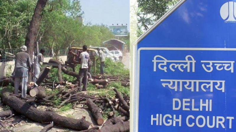 high court stay on trees cutting in delhi