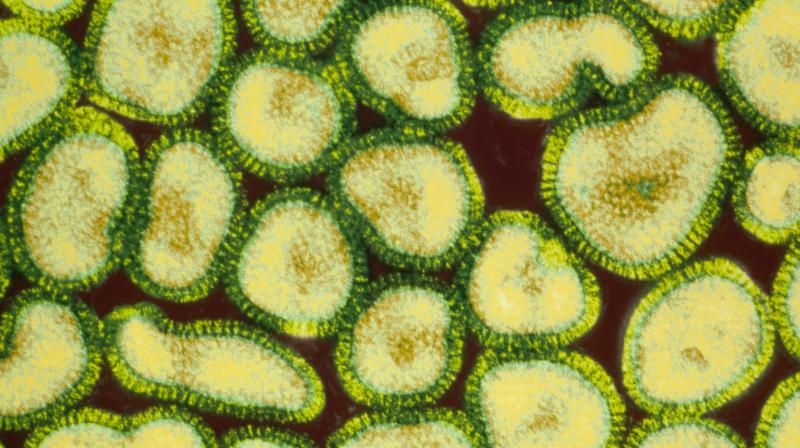 Virus Virus