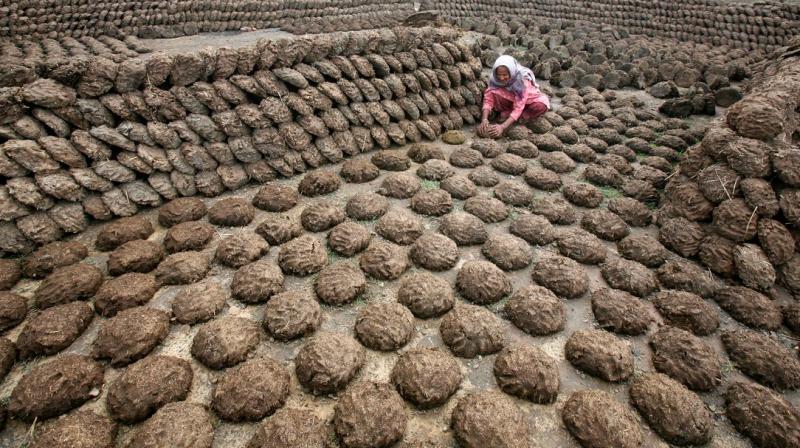 Cow Dung Cow Dung