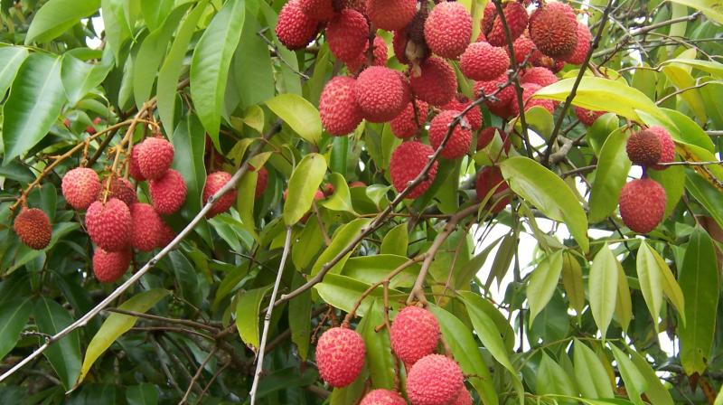  lychees