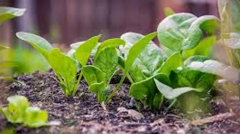 Plant green vegetables in your home garden Plant green vegetables in your home garden