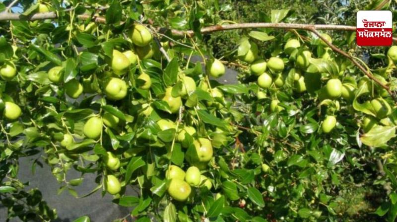 Ber farming can be beneficial for farmers Ber farming can be beneficial for farmers