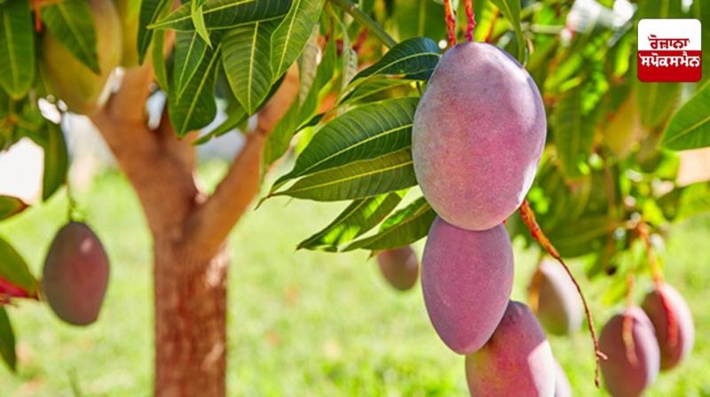 National Mango Day 2025 National Mango Day 2025