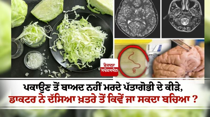 Cabbage worms do not die even after cooking Cabbage worms do not die even after cooking