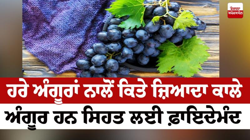 Black grapes are more beneficial for health than green grapes Health News Black grapes are more beneficial for health than green grapes Health News