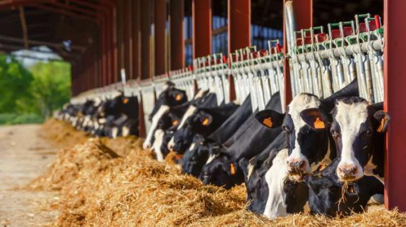 cows cows