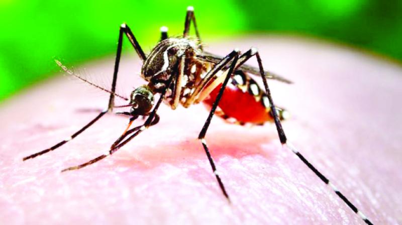 Mosquito Mosquito