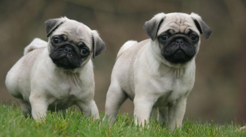 pug dog pug dog