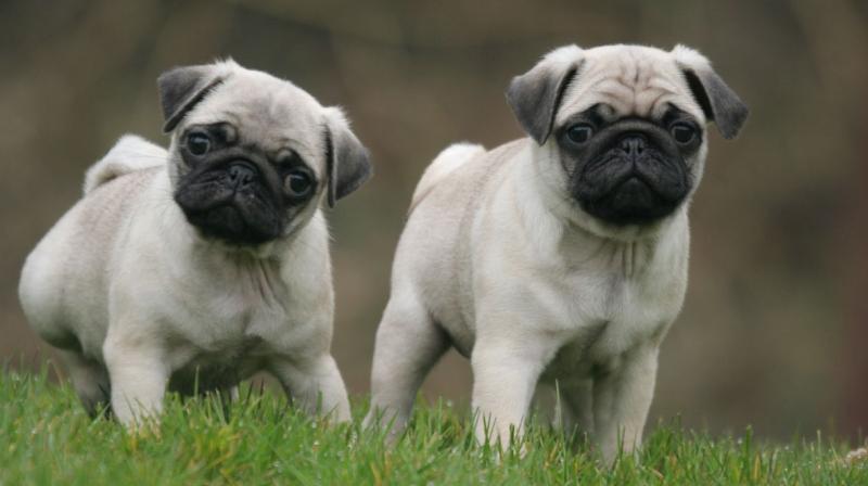 pug dog