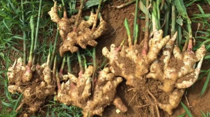 spice Ginger Crop