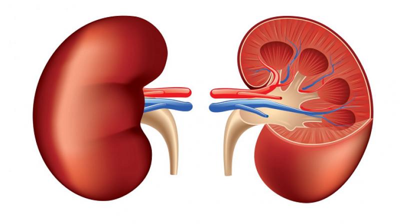 Kidney