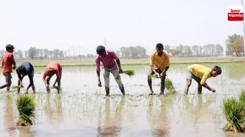 NGT dismisses petition against early sowing of paddy NGT dismisses petition against early sowing of paddy