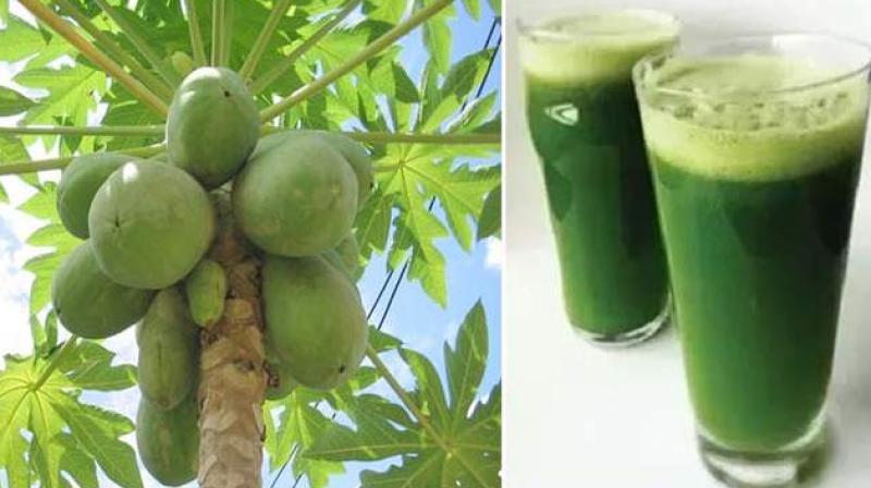 Papaya leaf juice is helpful Papaya leaf juice is helpful