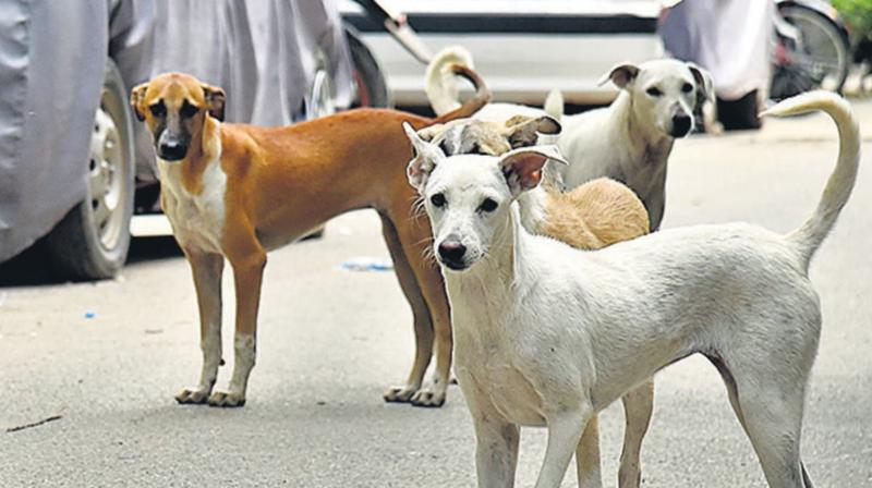 Street Dogs Street Dogs