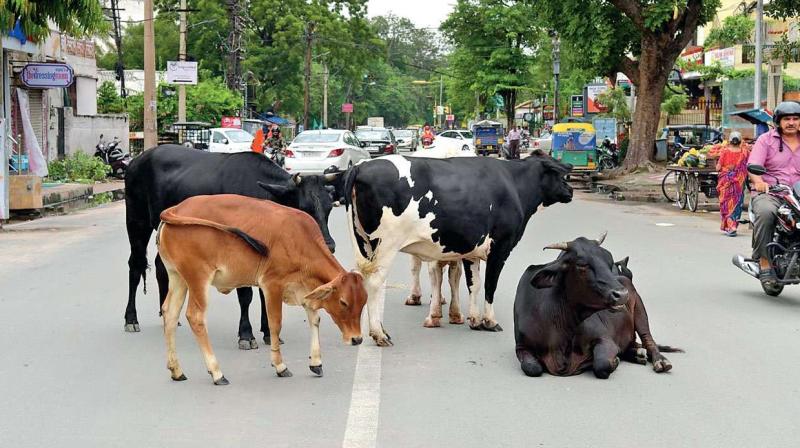 Stray cows 