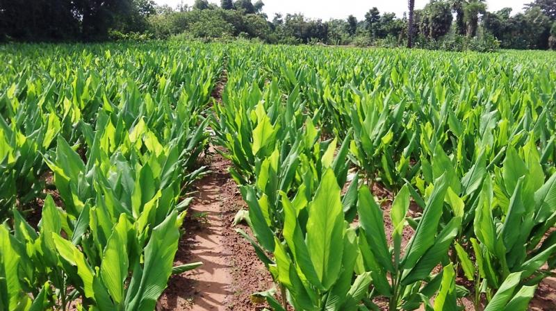 Turmeric cultivation