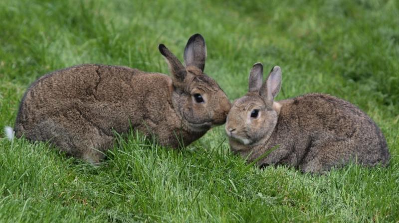 Rabbit Rabbit
