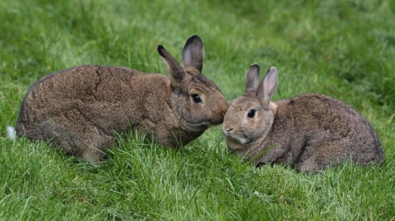 Rabbit Rabbit